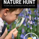 Boy inspecting bluebells through a magnifying glass with overlay of a cartoon bee