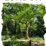 Woodland in London