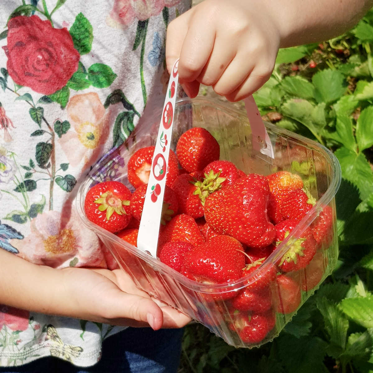 Girl holding pick your own strawberry tub