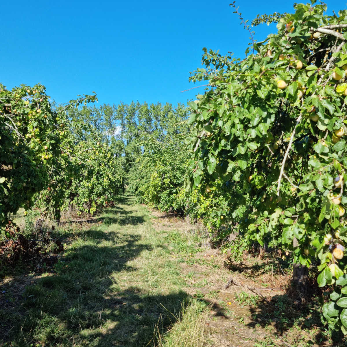 Hewitts Pick Your Own Farm London