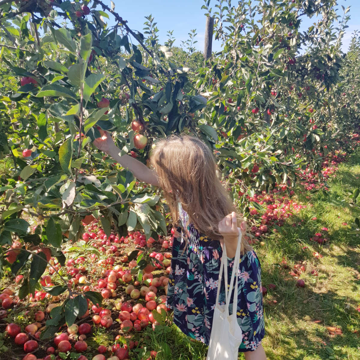 Girl picking apples in London PYO farm
