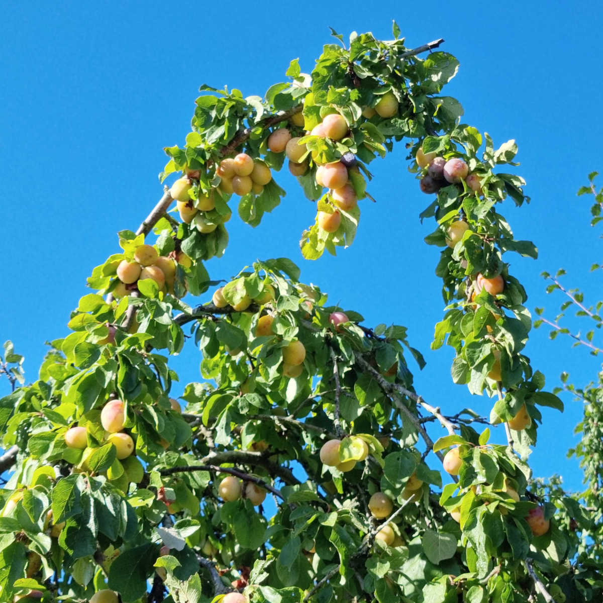 Plums at PYO farm London