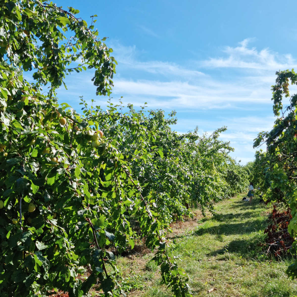 PYO Farm London