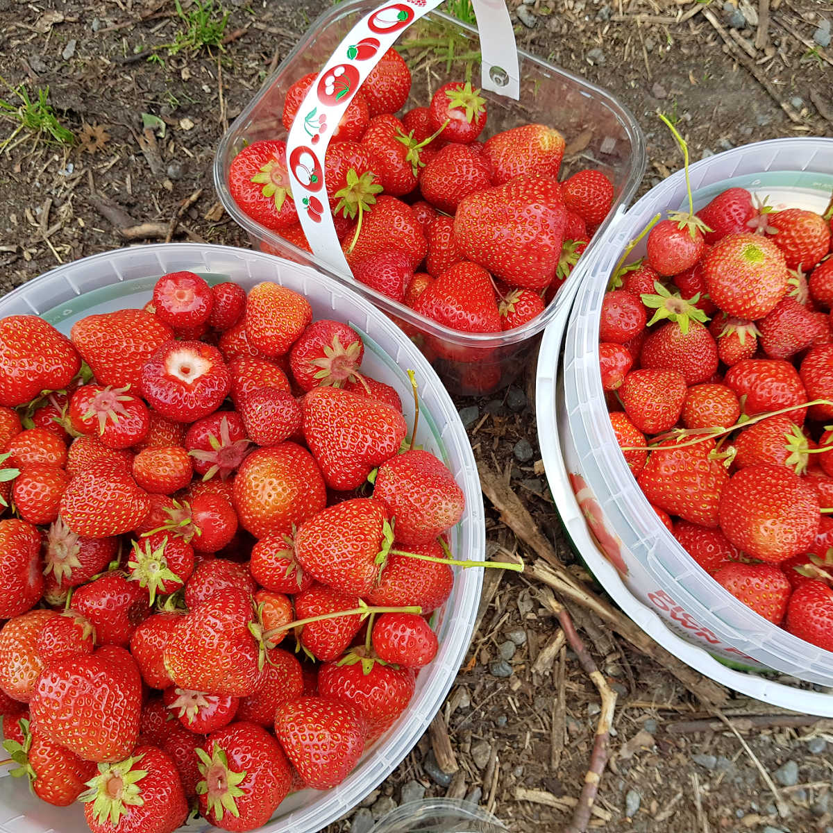 PYO strawberries
