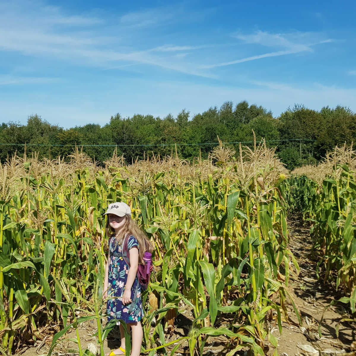 Girl in sweet corn field at London PYO farm.