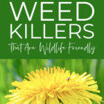 Non Toxic Weed Killer