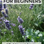 Lavender