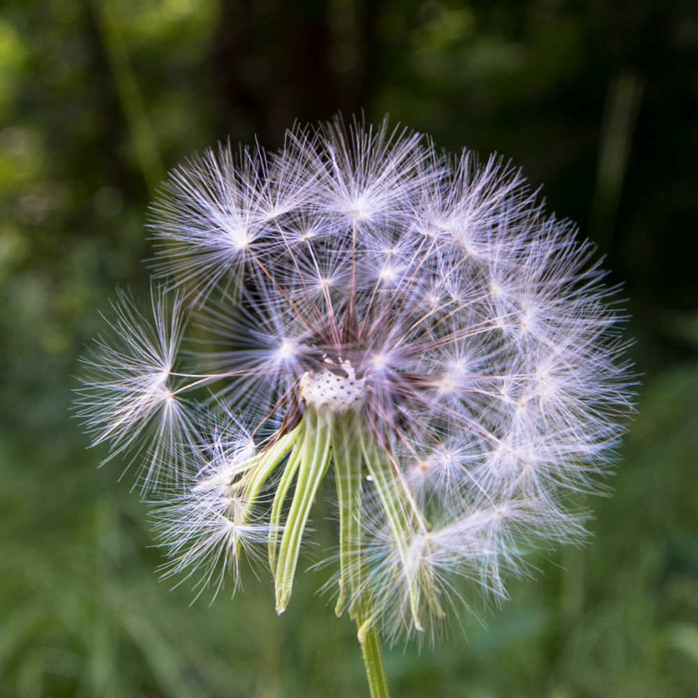 Organic weed control