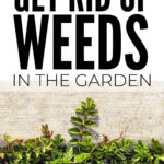 Get Rid Of Weeds In The Garden