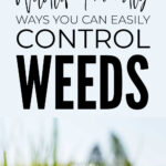 Wildlife Friendly Ways To Control Weeds