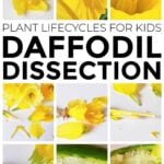 Collage of daffodil dissection