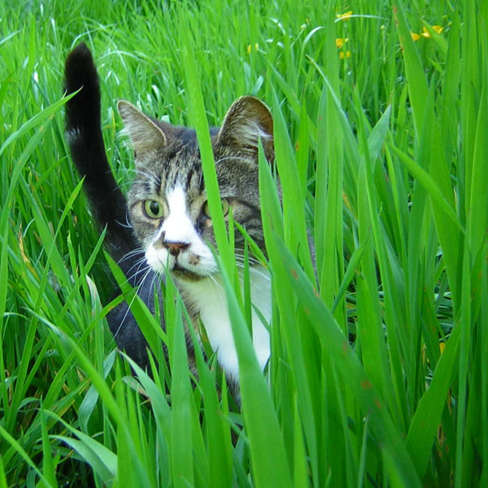 Lemon juice hotsell cat repellent