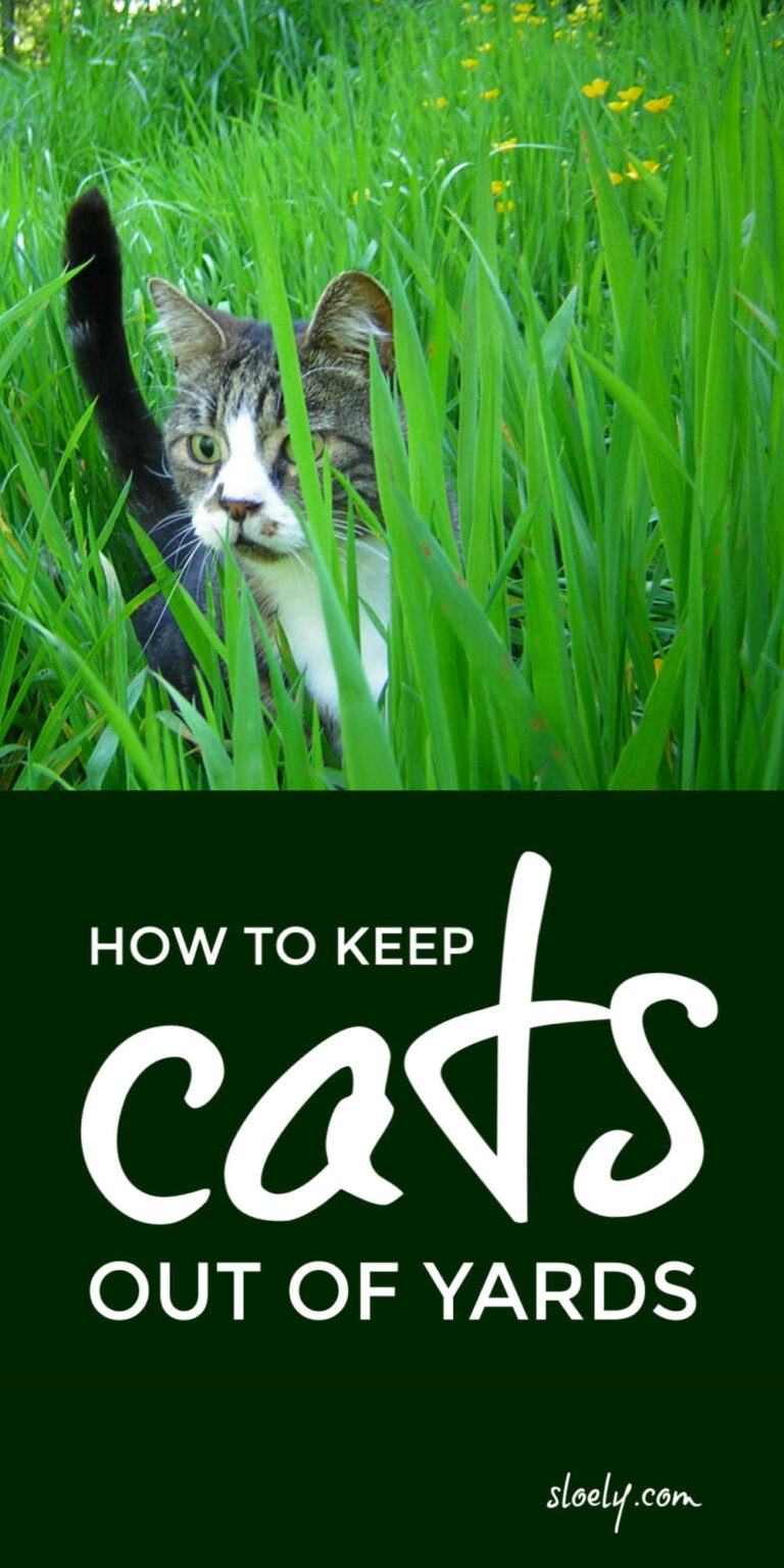 Cat Repellent Plants And Herbs