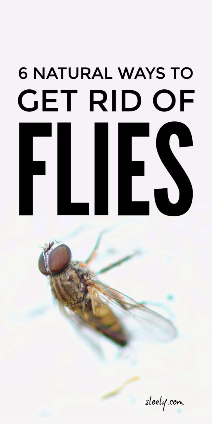 Get Rid Of Flies Naturally