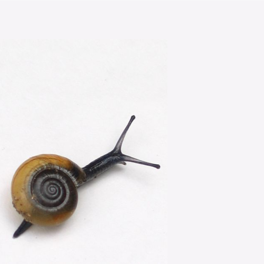 Get Rid Of Slugs and Snails Naturally
