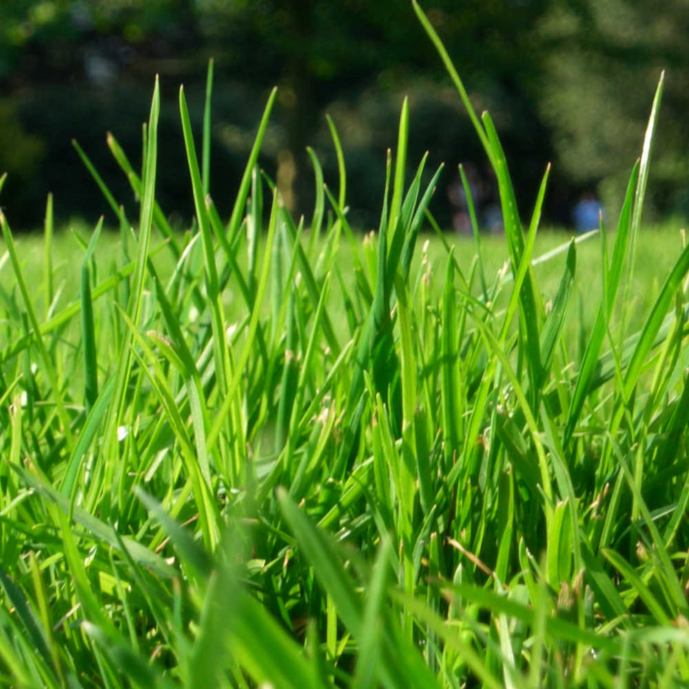 How to get grass stains out of clothes like a pro