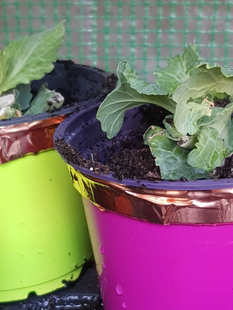 Growing vegetables from scraps