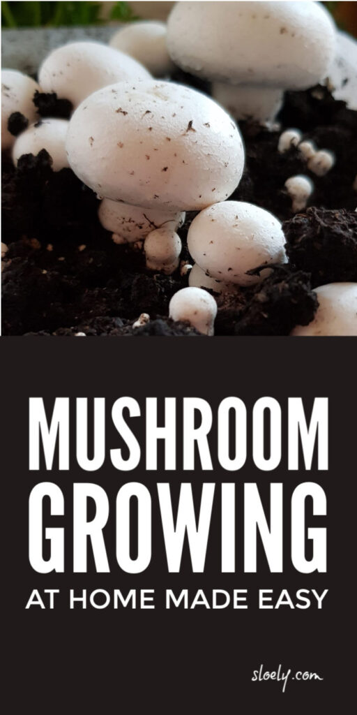 Mushroom Growing At Home