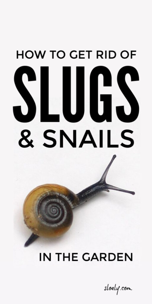 Get Rid Of Slugs and Snails In Garden
