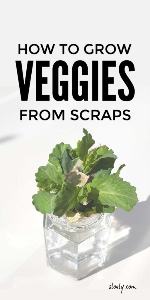 How To Grow Vegetables From Scraps