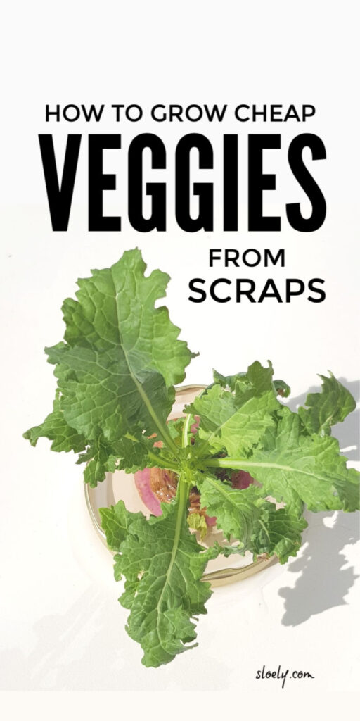 Learn how to regrow vegetables from scraps for a constant source of frugal food.