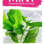 Growing Mint From Cuttings Plant Science Project