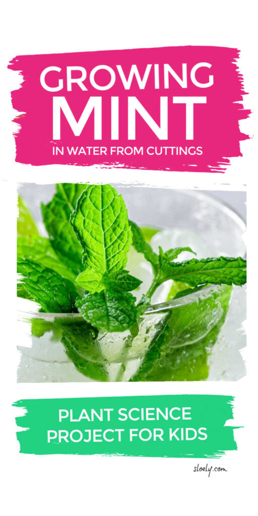 Growing Mint From Cuttings Plant Science Project