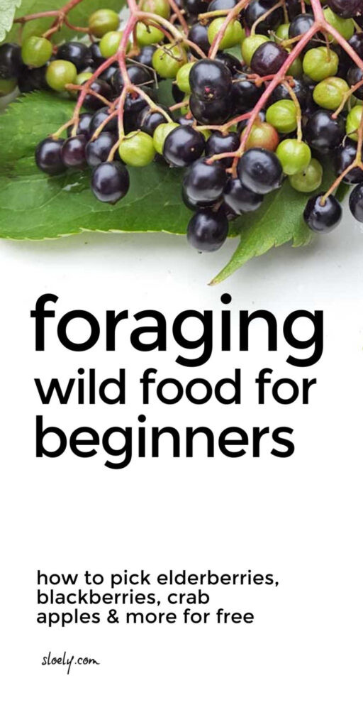Foraging Wild Food For Beginners