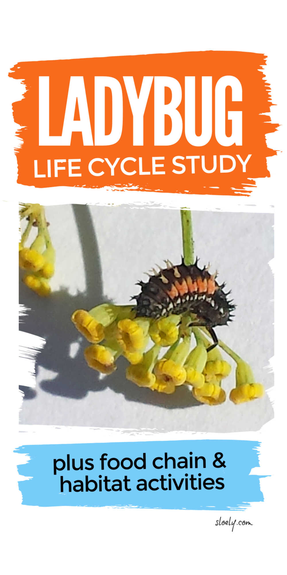 Ladybug Life Cycle, Food Chain and Habitats