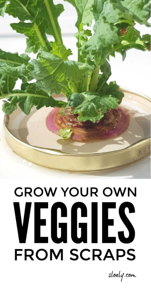 Grow Vegetables From Scraps
