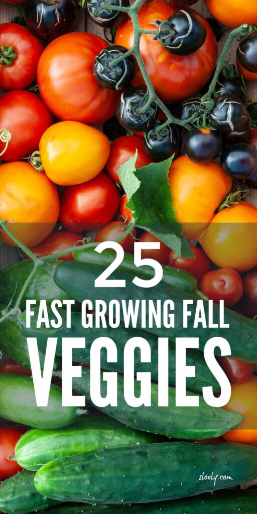 Fast Growing Vegetables For A Fall Harvest