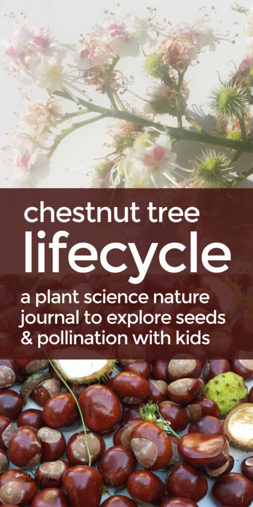Tree Life Cycle Nature Journal