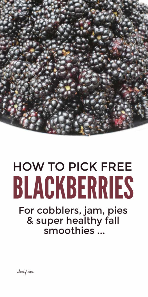 How To Forage Blackberries