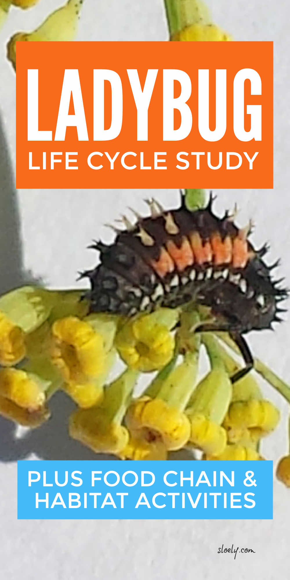 Ladybug Life Cycle, Food Chain and Habitats