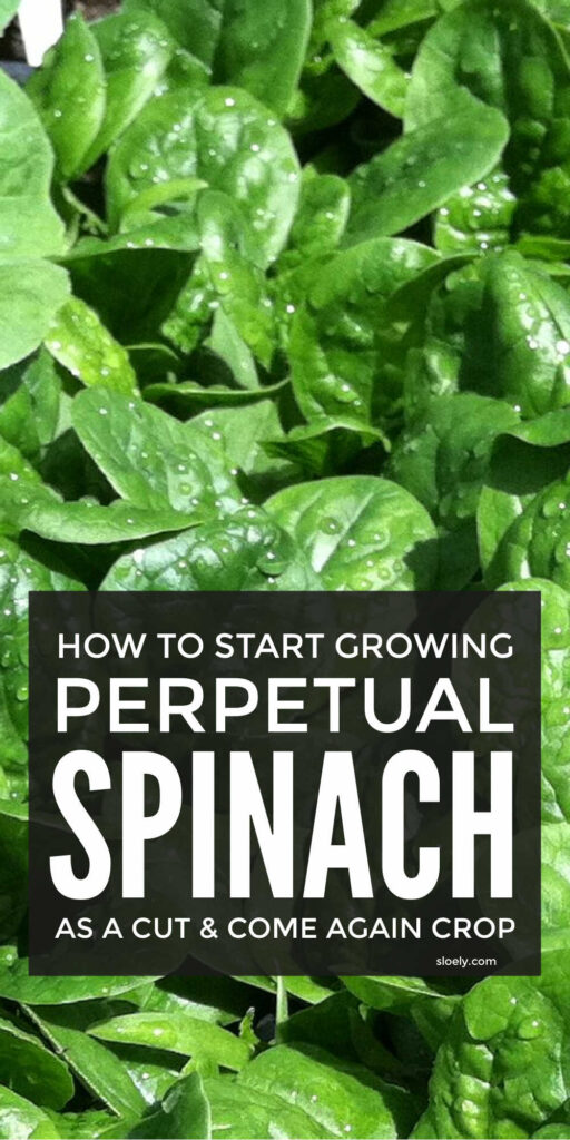 How To Grow Spinach