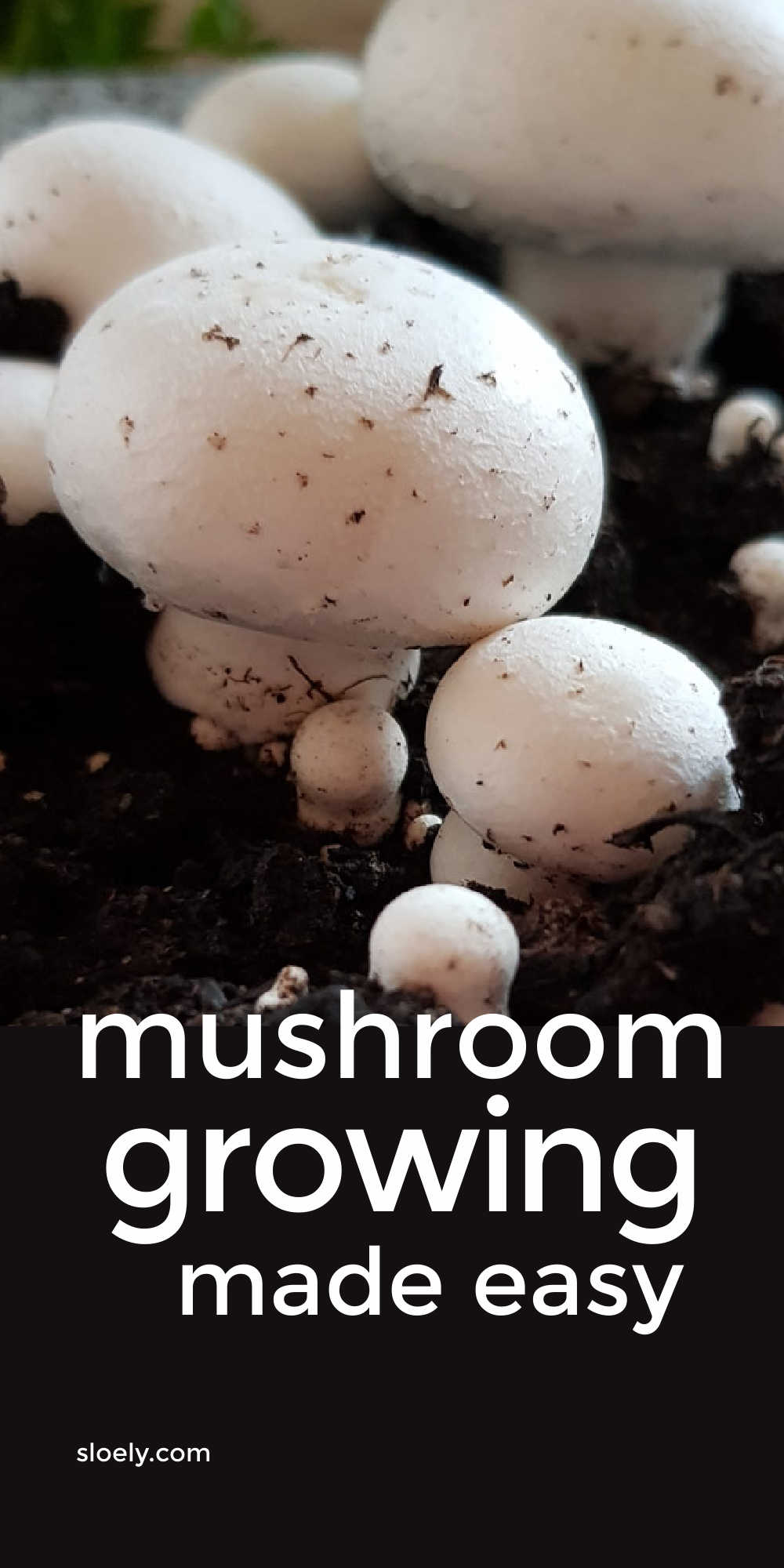 How To Grow Mushrooms