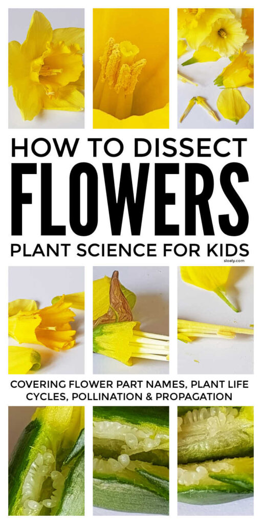 Dissecting Flowers Plant Science Project