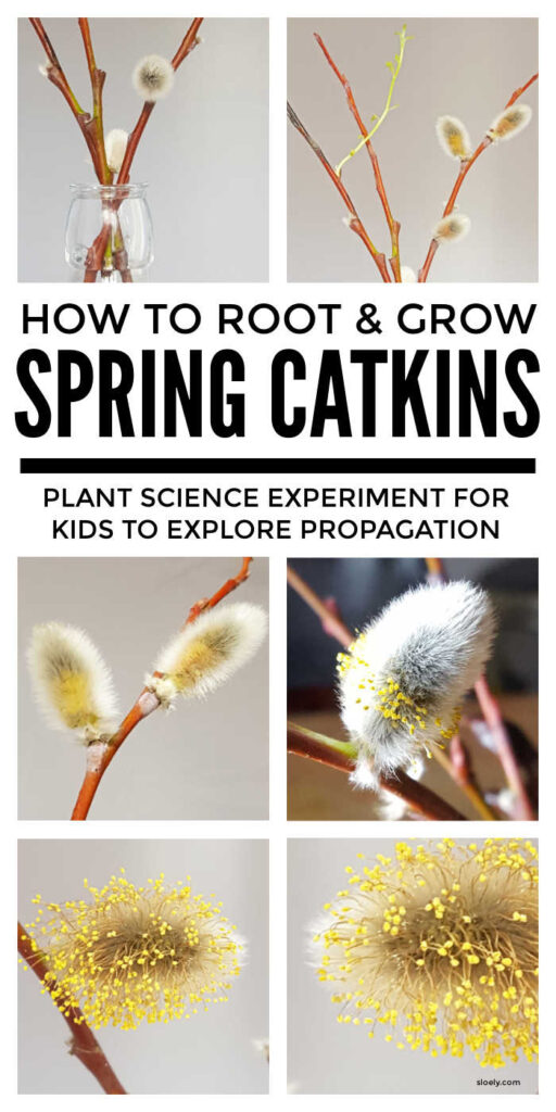 Growing Spring Catkins Plant Science Experiment