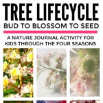 Tree Lifecycle Nature Journal for Kids
