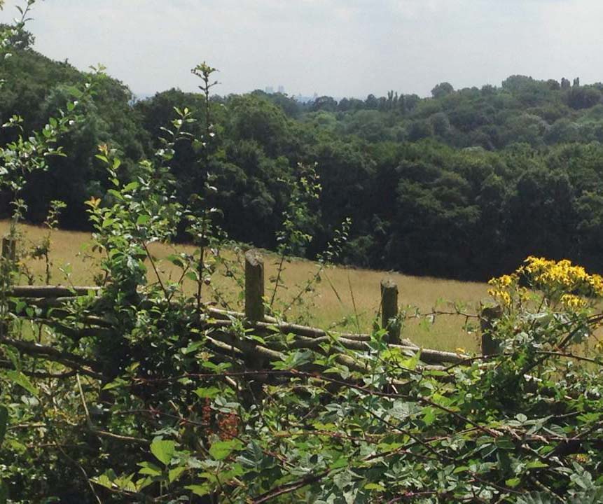 Walking & Cycling In Epping Forest