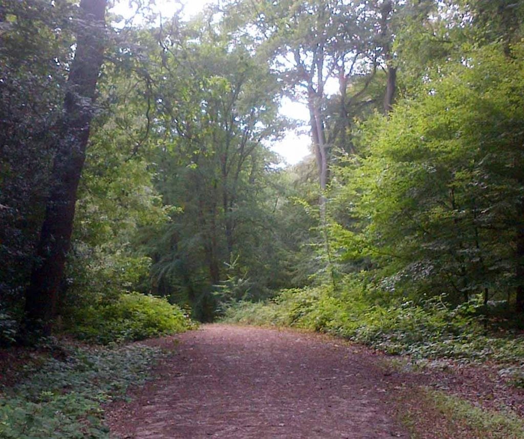 Epping Forest Family Walks