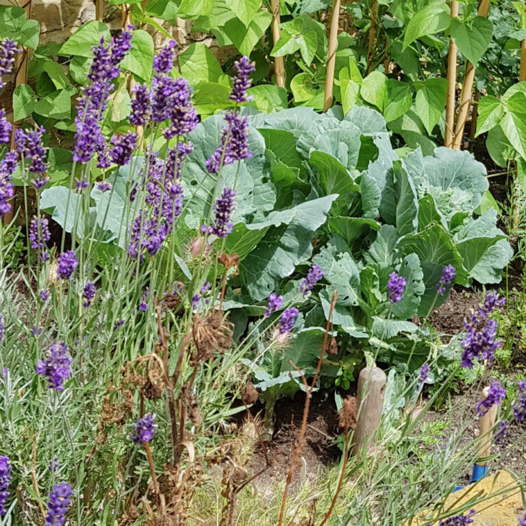 Growing Collard Greens From Stems And Seeds