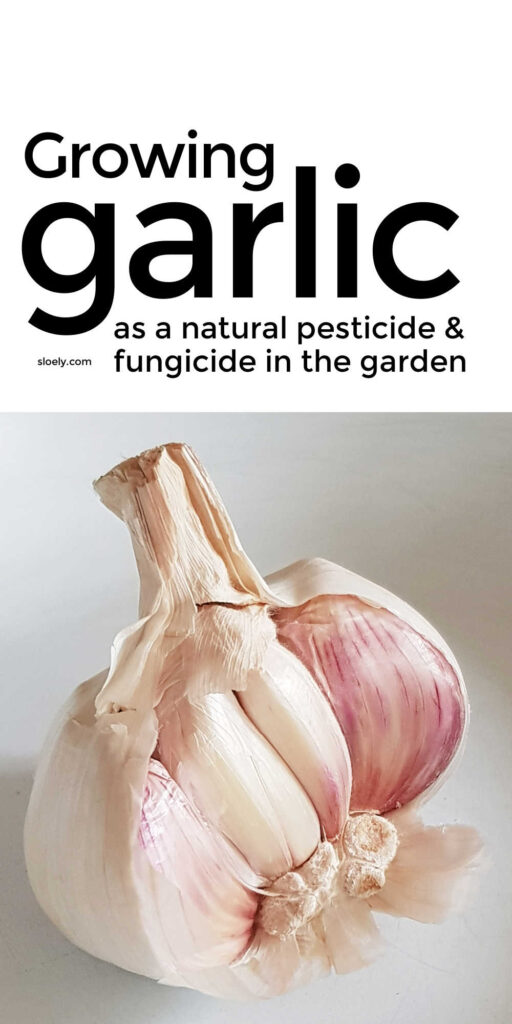 Growing Garlic As A Companion Plant