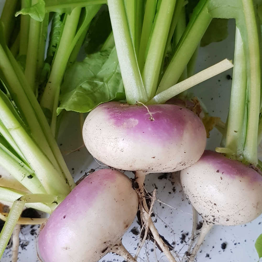 Growing Turnip Greens