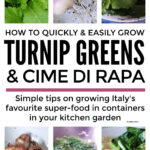 Growing Turnip Greens & Cime Di Rapa
