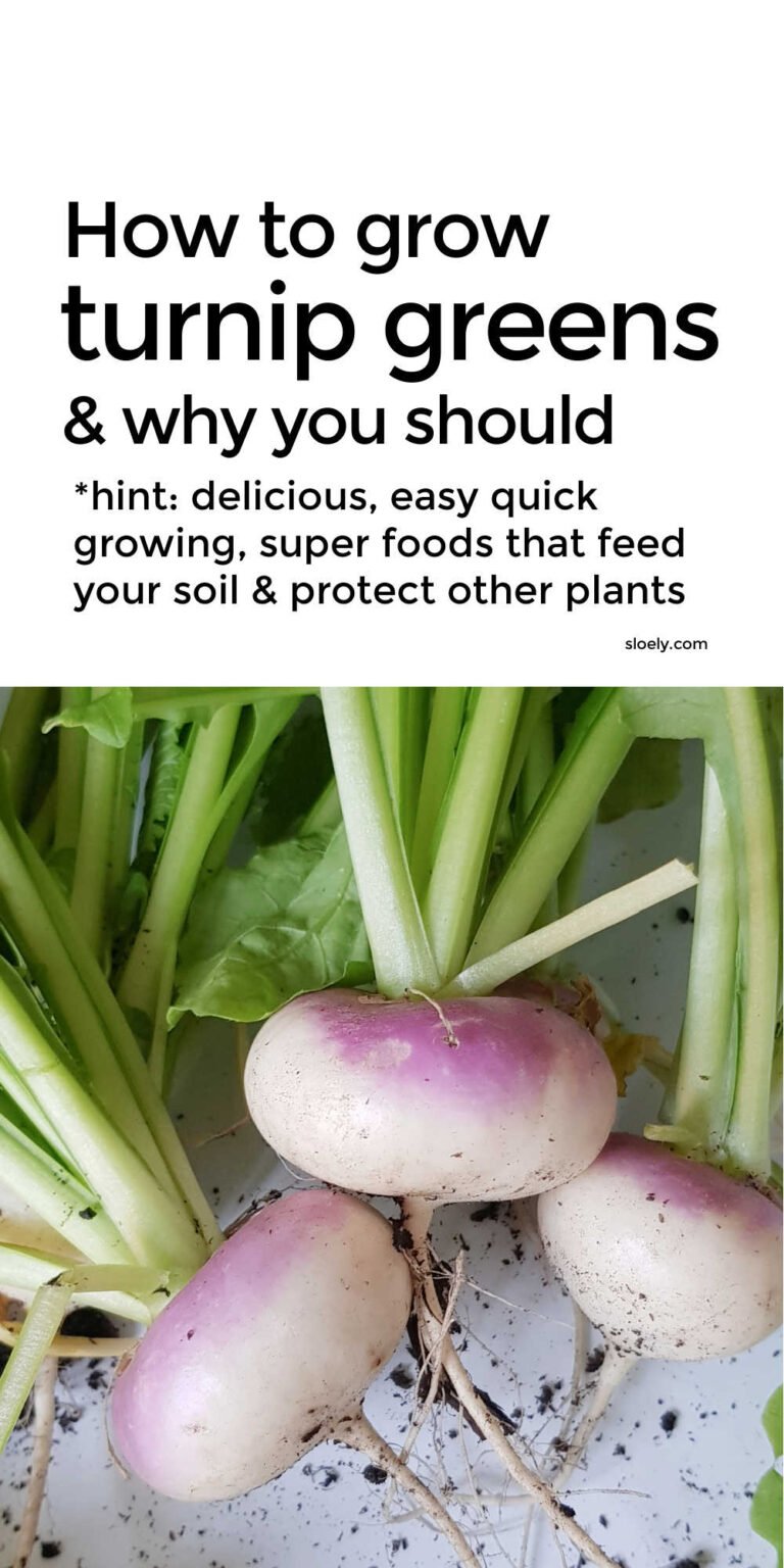 Growing Turnip Greens & Cime Di Rapa