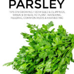 How To Grow Parsley