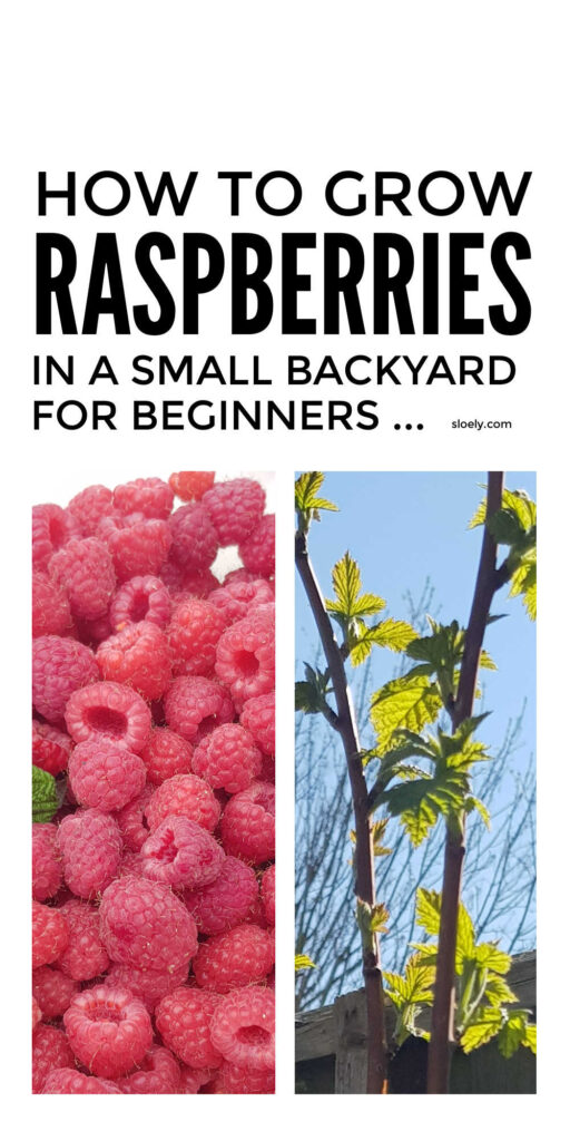 How To Grow Raspberries In A Small Space