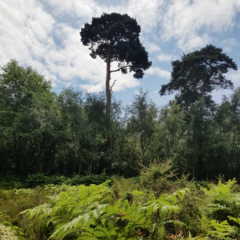 Petts Wood National Trust Walking Routes