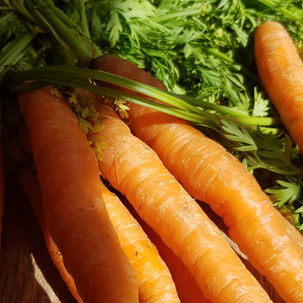 Quick Growing Vegetables - Carrots